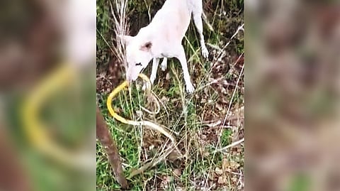 The dog fighting the cobra in Pudukkottai on Sunday