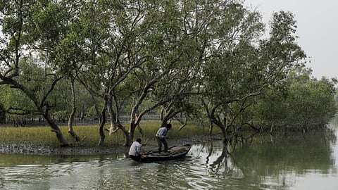 Men on a boat row past mangrove trees encircling the island of Satjelia in the Sundarbans