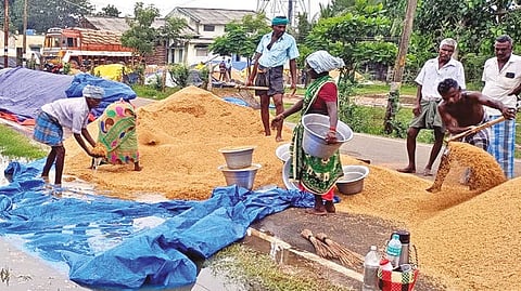 Farmers collecting the paddy damaged in rain in Thanjavur on Friday