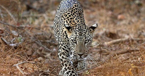 Leopard
