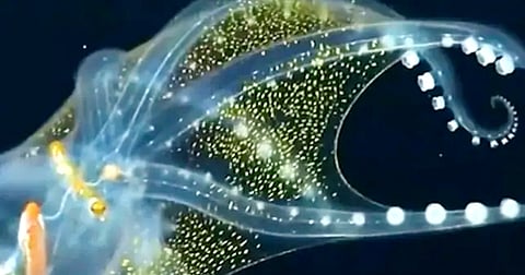 Viral video: Glass octopus takes internet by storm