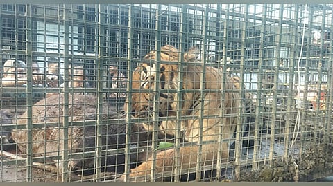 Tiger that created panic in Kerala's Wayanad has been trapped