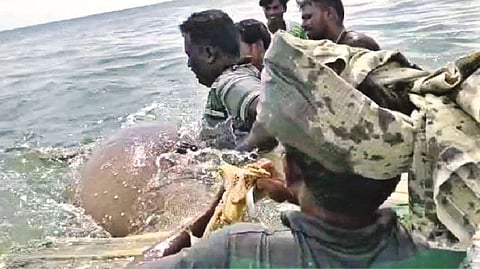 Fishermen releasing a dugong, a rare sea cow, into sea off Narippaiyur of Thoothukudi Range