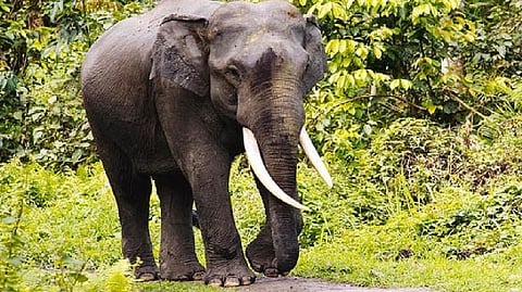 Vellore DFO directed to report on elephant rehab centre