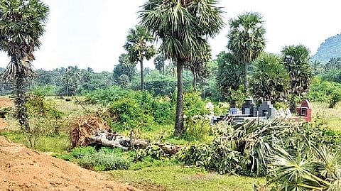 The cut palmyrah trees in the burial ground near Palar river in Perumugai village, Vellore.