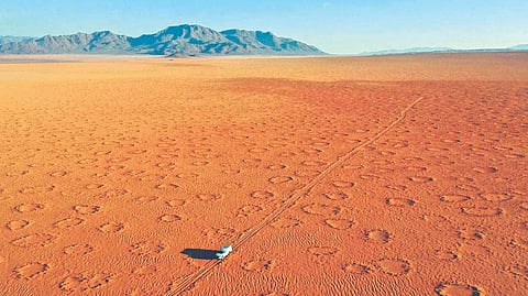 Vegetation tricks: Solving the ‘fairy circle’ mystery, sans 1 suspect