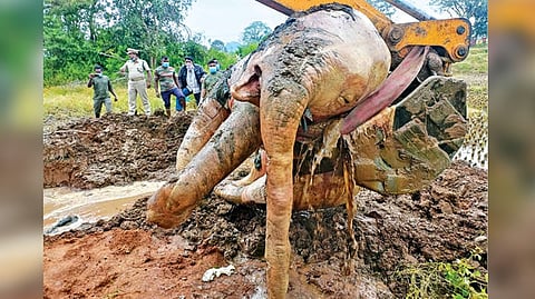 Officials exhuming carcass of electrocuted jumbo