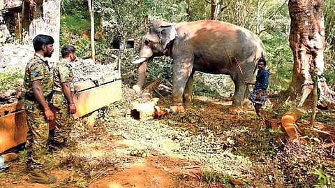 The kumki, which has joined the operation to capture a wild elephant in Gudalur