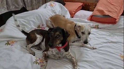 Public Notice inviting NGOs that care for abandoned pets