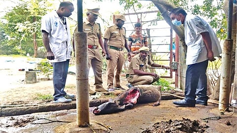 Forest officers inspect the carcass of the calf found dead in Chengalpattu village
