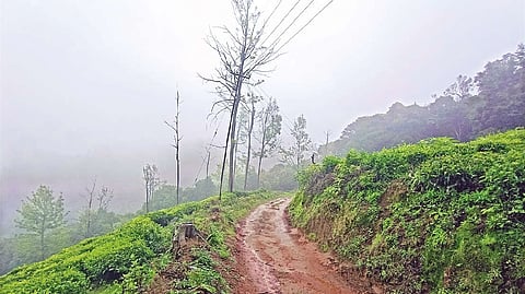 The Longwood Shola Reserve Forest in The Nilgiris