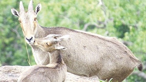 A Tahr and its offspring spotted in The Nilgiris