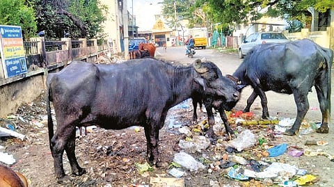 Buffaloes seen foraging in a garbage heap on Devadas Street in Pammal.