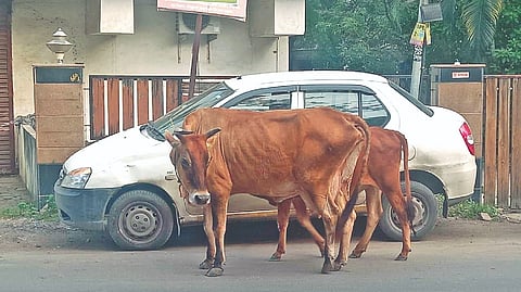 Ambattur residents seek to control cattle menace