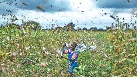 Small wonder It’s electric: Discovering the ‘power’ within swarms of insects