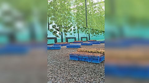 The trial facility in Vellore Corporation which uses entomo composting