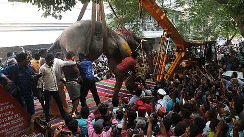 Elephant Lakshmi's carcass being removed