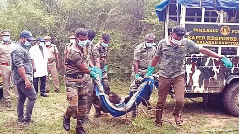 The forest personnel carrying the sloth bear's carcass