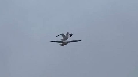 Screengrab from the video