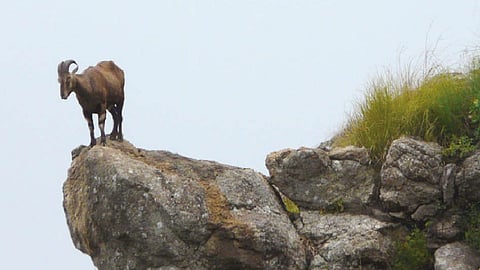 A Nilgiris tahr