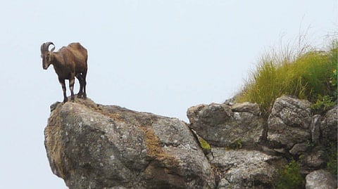 A Nilgiris tahr perched atop a hill in Anaimalai Tiger Reserve