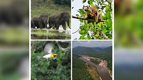 Species in the Cauvery South Sanctuary