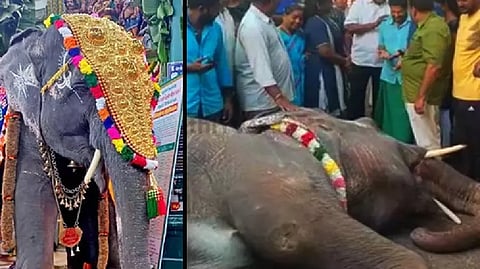 Manakula Vinayagar temple’s elephant Lakshmi dies
