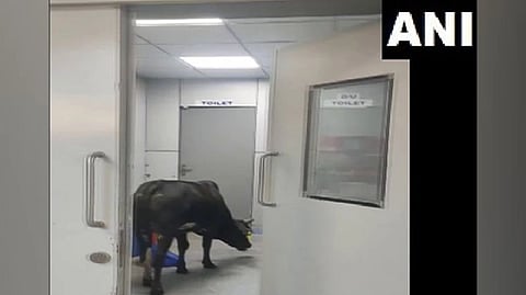 Screen grab of the viral video