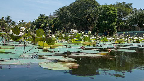 Thamaraikulam pond