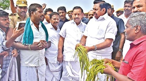 Leader of Opposition Edappadi K Palaniswami inspecting the damages to crops due to flooding in Mayiladuthurai on Wednesday