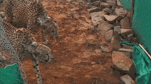 Cheetahs in Kuno National Park