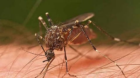 Representative image