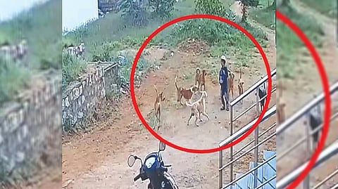 A boy being attacked by a pack of stray dogs in Karur
on Monday