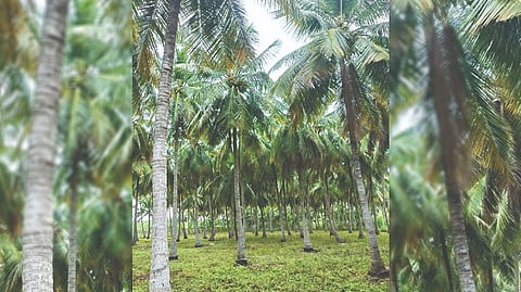 Unhappy with MSP, coconut growers demand revision