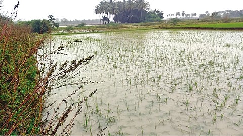 A paddy field under water in Nemili taluk in Ranipet