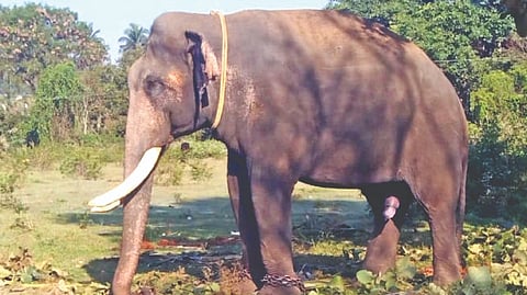 Kumki Kabil Dev at Jorakadu near Thalavadi,
Sathyamangalam on Friday