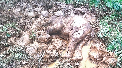 The elephant calf found dead in a slush pool.