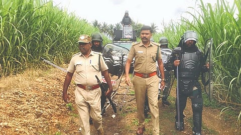 Leopard straying into cane farm driven to Sathyamangalam forest