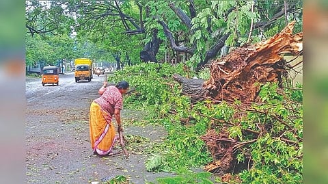 Some of the trees that got uprooted due to heavy winds in Anna Nagar on Friday night