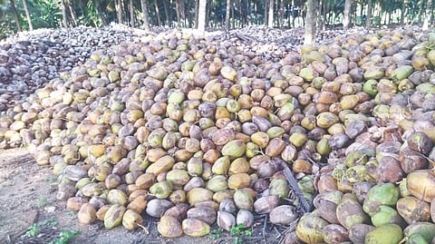 Harvested coconuts in a grove in Pollachi.