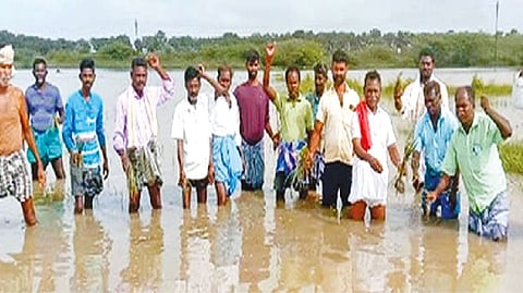 Farmers at a field from which water failed to recede in Thanjavur