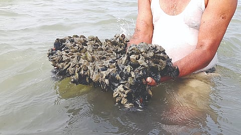 Alien mussel invades Ennore wetlands
