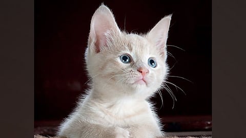 Representative image