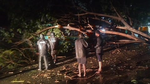 Around 300-350 trees uprooting at different locations in Chennai