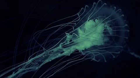 Representative image