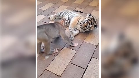 Screen grab from video