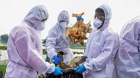 Medics during an operation to cull over 20,000 birds infected with avian influenza, at Haripad area in Alappuzha district.