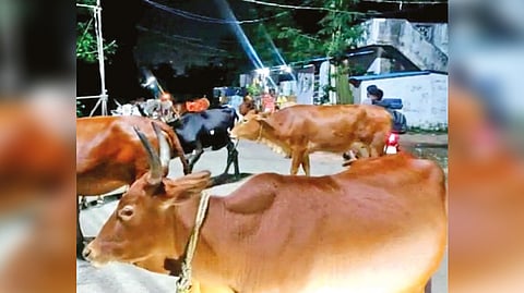 Cattle that were wandering on roads in Tambaram corporation limits