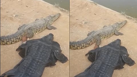 Man donning a crocodile costume to taunt a wild crocodile