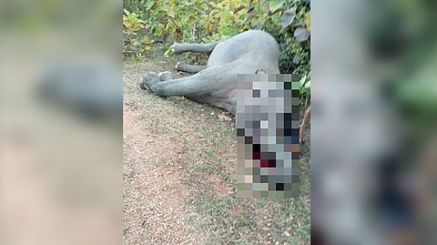 Elephant dies due to electrocution in Chhattisgarh's Kansabel forest